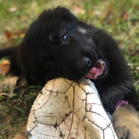 Asa loves a toy Asa loves a toy